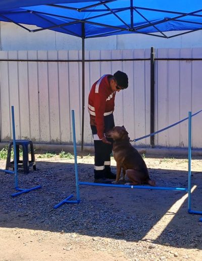 Prevención y Manejo de Ataques Caninos en Contextos Laborales