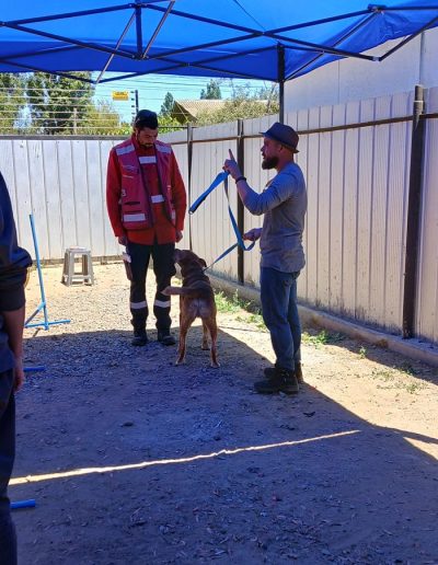 Prevención y Manejo de Ataques Caninos en Contextos Laborales