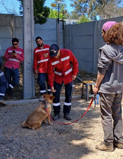 Prevención y Manejo de Ataques Caninos en Contextos Laborales