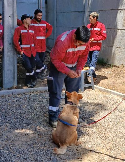 Prevención y Manejo de Ataques Caninos en Contextos Laborales